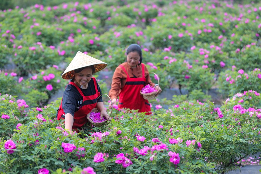 圖為：工人採摘大馬士革玫瑰花