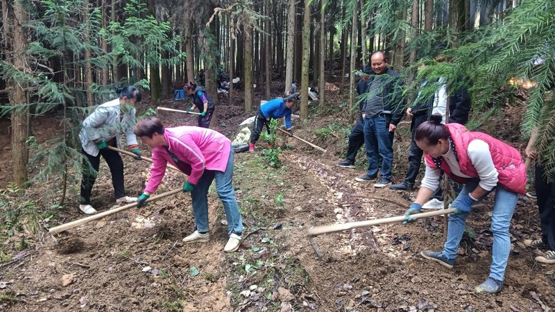 30多名產業工人正穿梭在林間，忙著種植紅托竹蓀 姜繼恆 攝.jpg