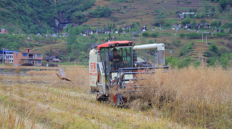 農戶們正利用機械化作業，搶抓農時收割油菜。