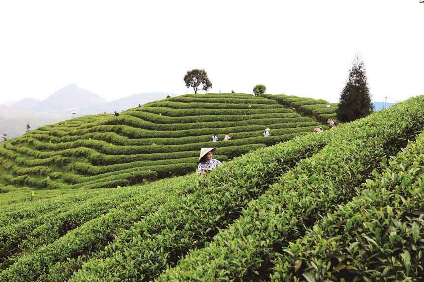 茶园里茶工们正在忙碌着采摘春茶。