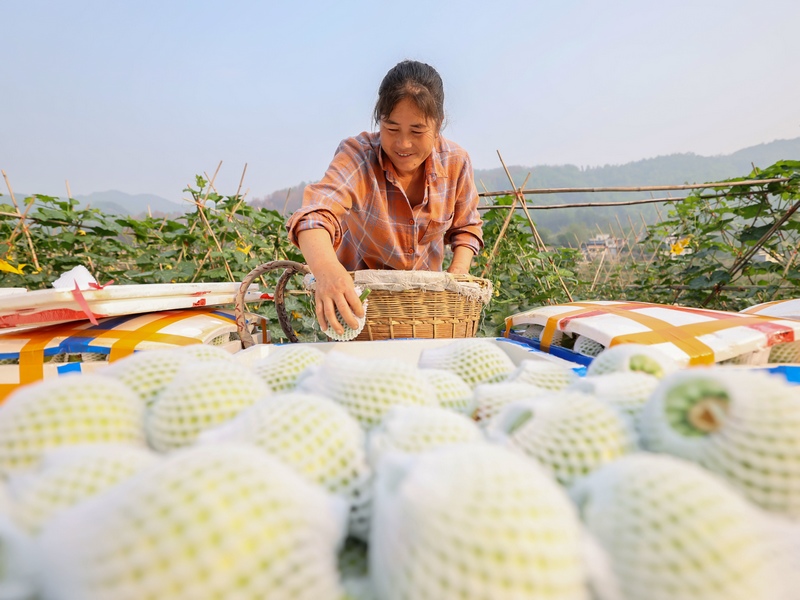 村民打包采收的蔬菜。