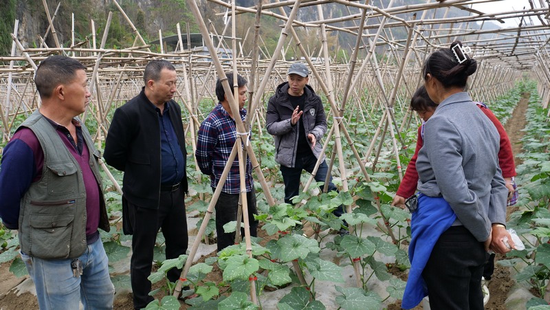 农技人员到田间作技术指导。