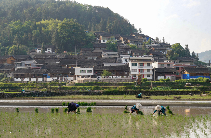 村民在梯田裡插秧。