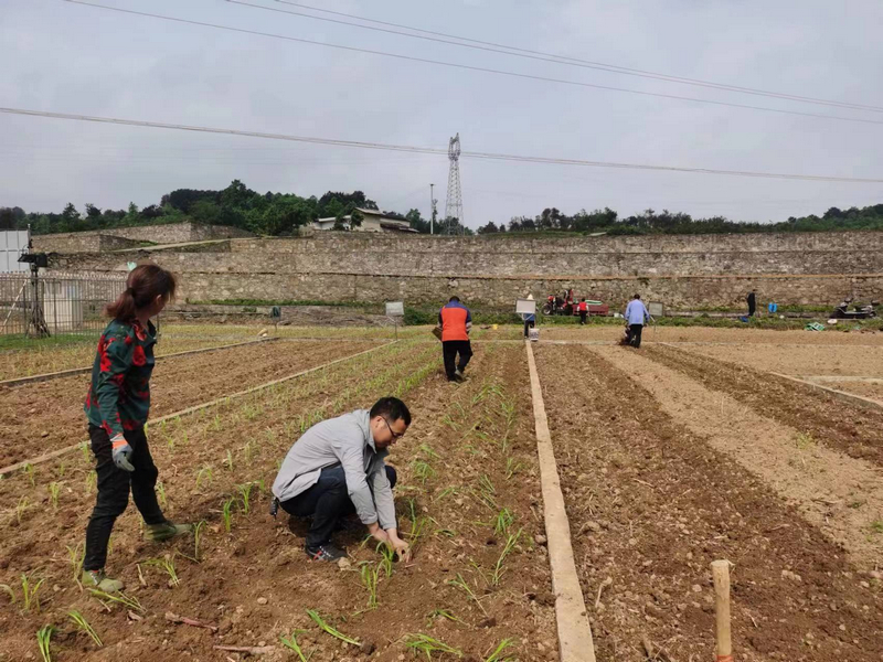 市級科技特派員劉開福在柳塘鎮淹壩村指導高粱移栽。