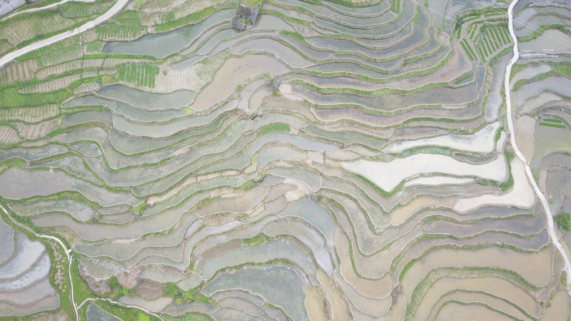 梯田。