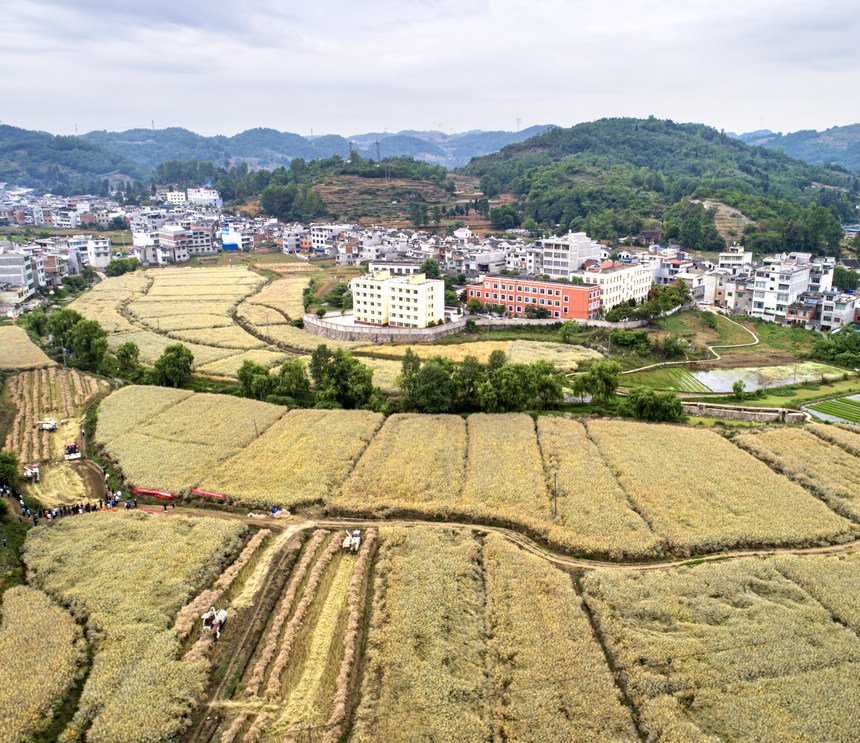 农机手驾驶农机收割油菜籽（无人机照片）。
