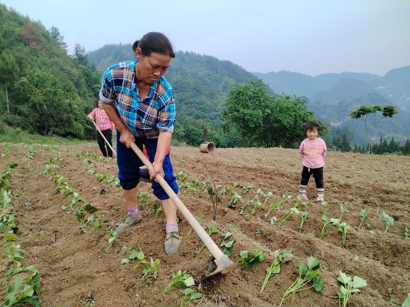 沿河自治縣和平街道山坪村群眾在地裡種植紅薯苗。