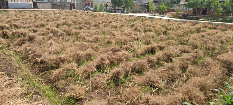 豐收的油菜。板橋鎮供圖