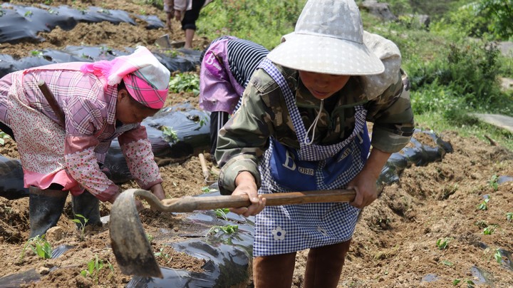 5月17日，赫章縣古達鄉海營村辣椒種植挖窩現場。湯斌攝