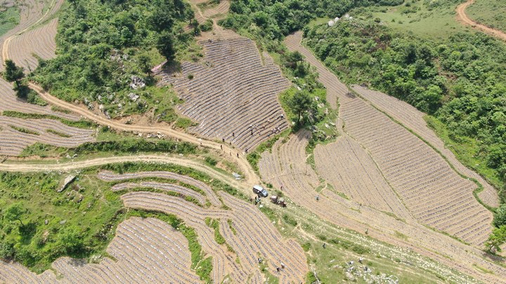赫章縣古達鄉海營村辣椒種植現場。湯斌攝