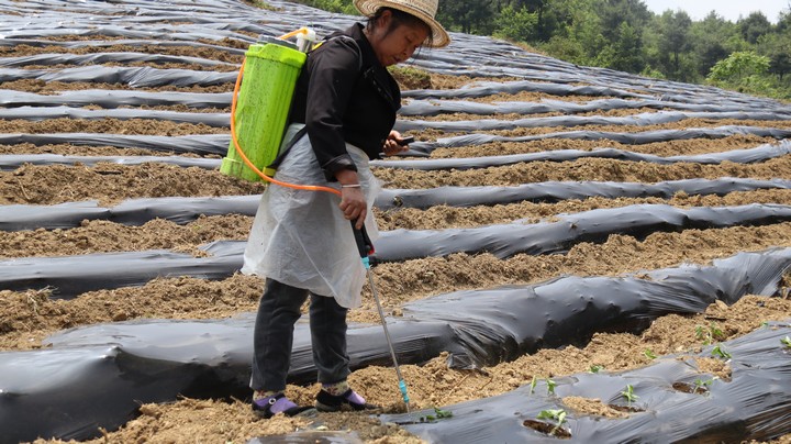 赫章縣古達鄉海營村辣椒種植現場工人給辣椒苗澆水。湯斌攝