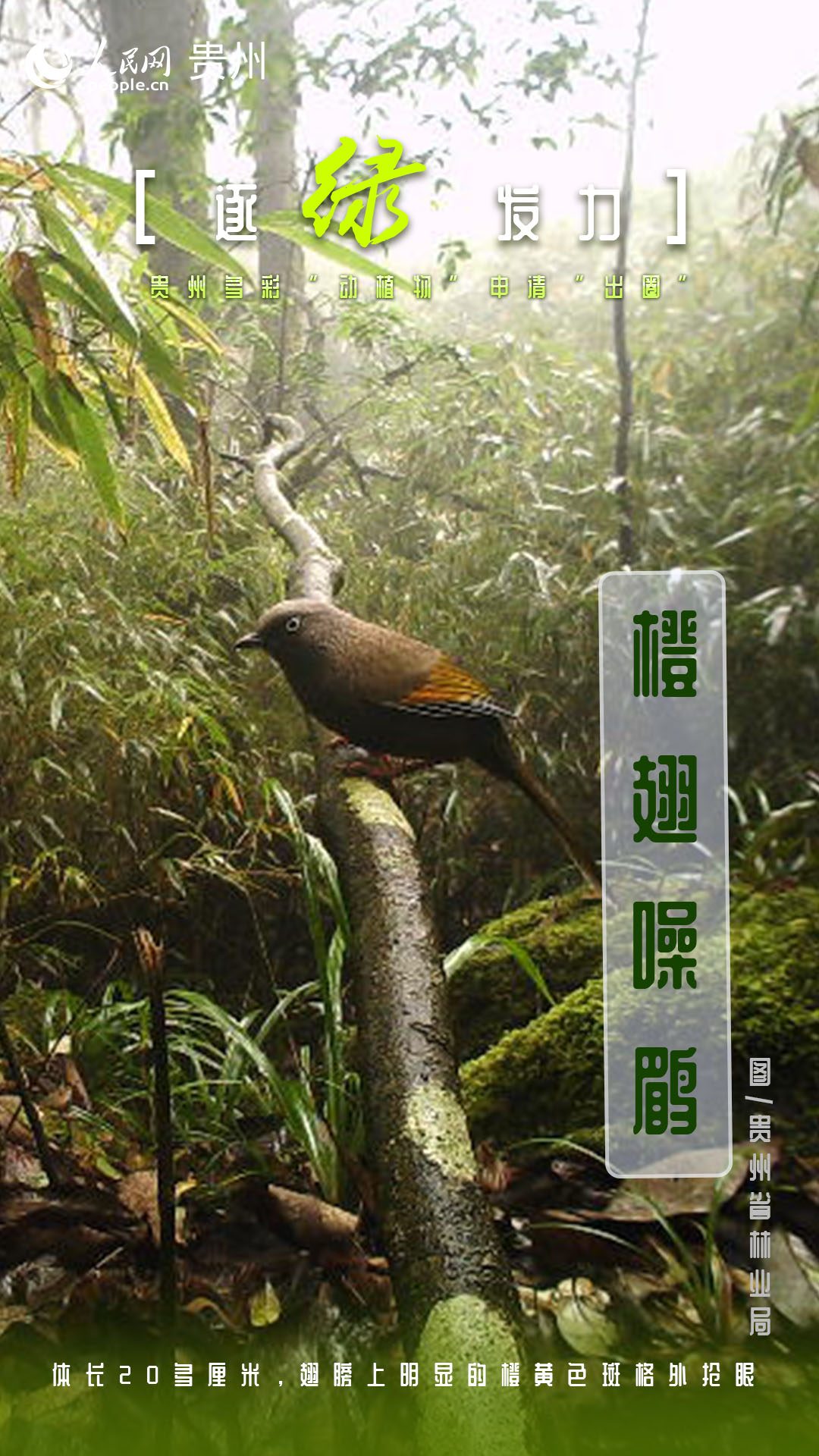橙翅噪鹛。