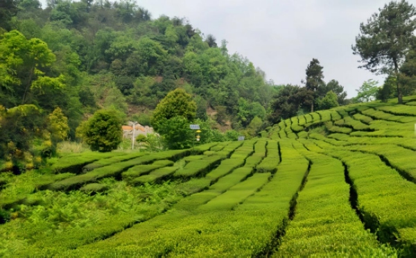 农行贵阳分行支持的茶叶种植园。