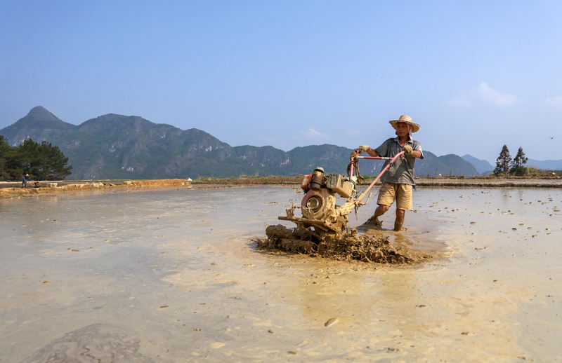 2023年5月20日，贵州省黔南布依族苗族自治州罗甸县沫阳镇红星村的村民在忙着“打田”，准备移栽水稻秧苗。 