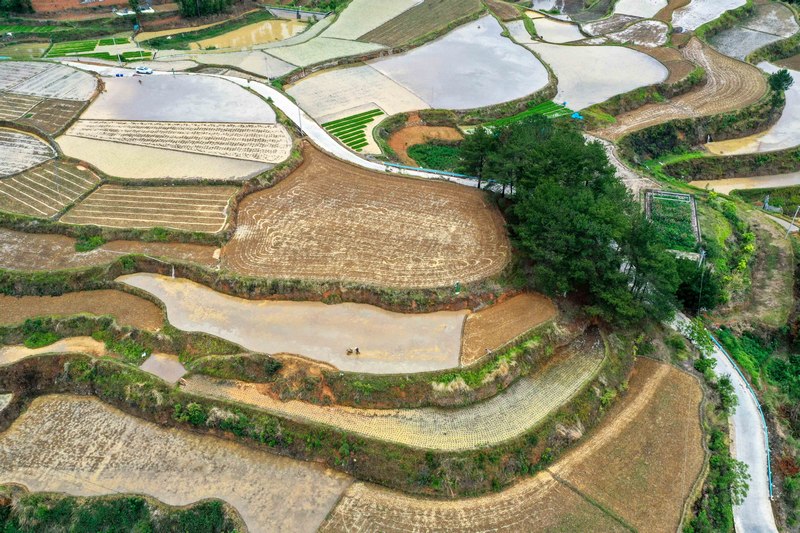 2023年5月20日，贵州省黔南布依族苗族自治州罗甸县沫阳镇红星村的村民在忙着“打田”，准备移栽水稻秧苗。 
