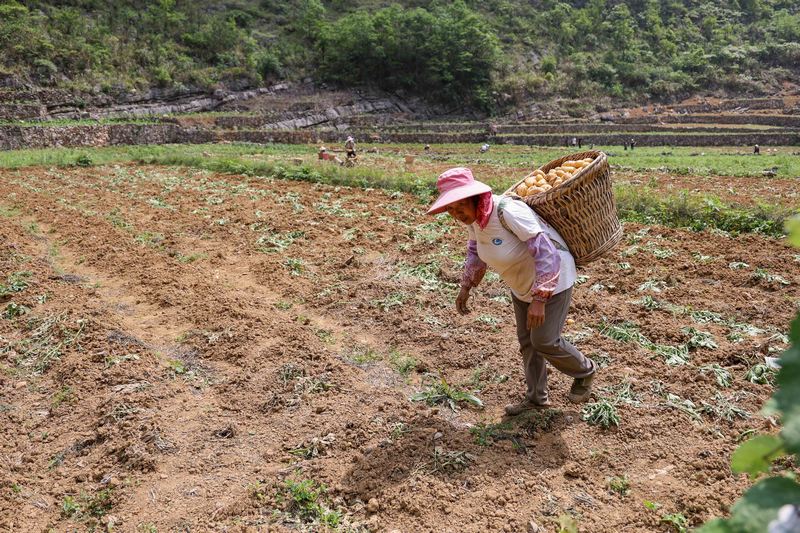 2023年5月17日，村民在贵州省黔南布依族苗族自治州罗甸县沫阳镇平岩村采收土豆。