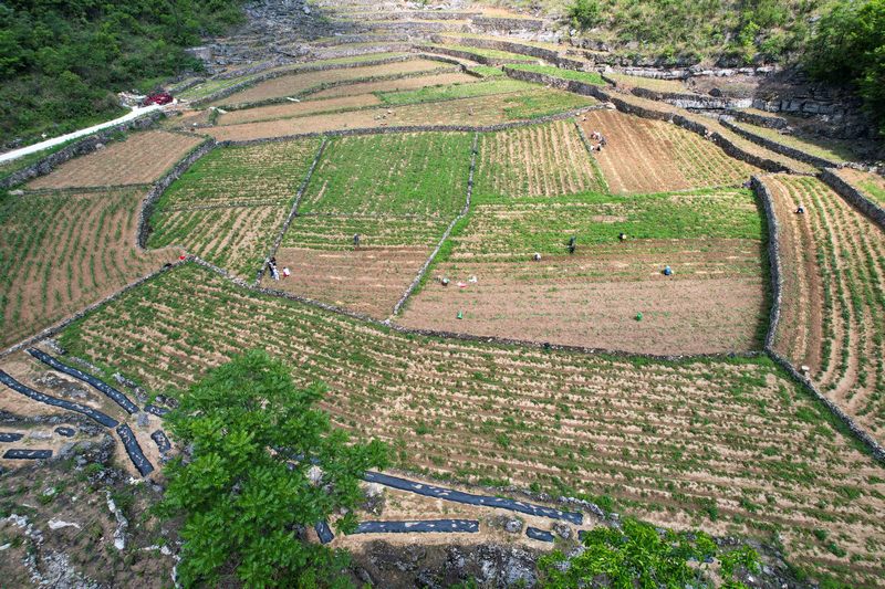 2023年5月17日，村民在贵州省黔南布依族苗族自治州罗甸县沫阳镇平岩村采收土豆。