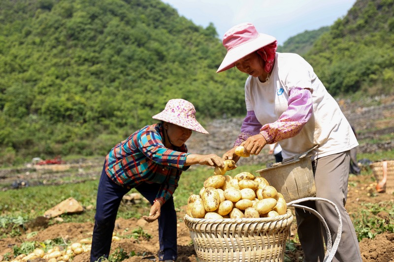 2023年5月17日，村民在贵州省黔南布依族苗族自治州罗甸县沫阳镇平岩村采收土豆。