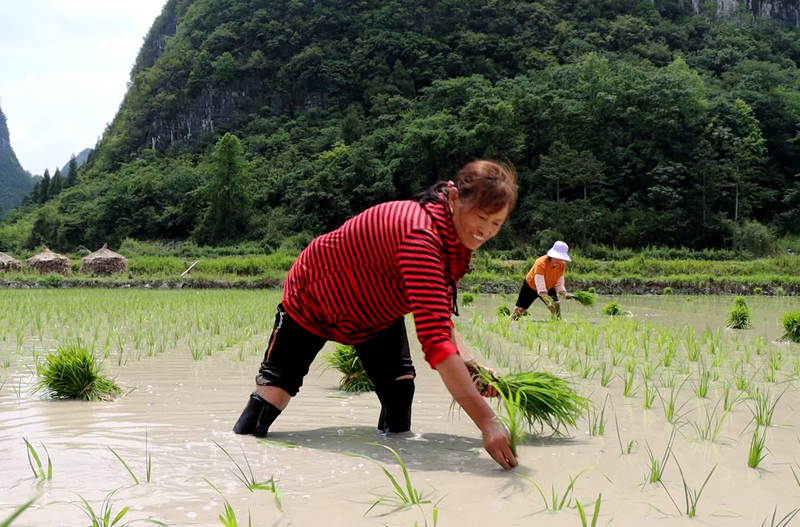 水稻种植忙。