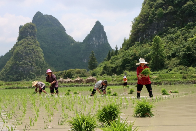 水稻种植忙。