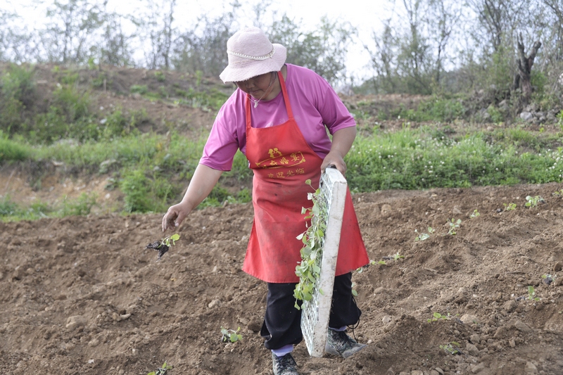 村民正在进行蔬菜苗移栽工作。汪沙摄