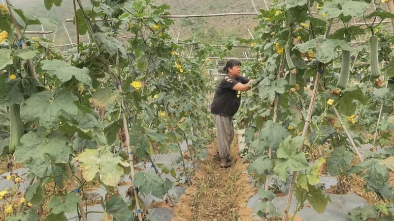 採摘蔬菜.jpg