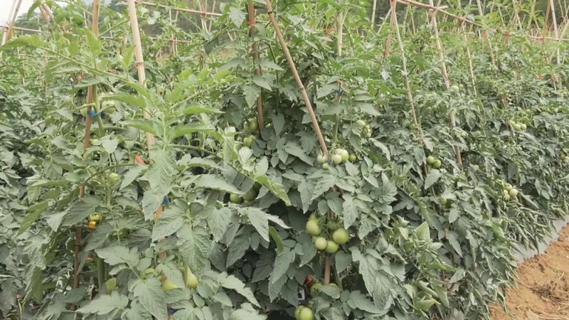 蔬菜產業基地。.jpg