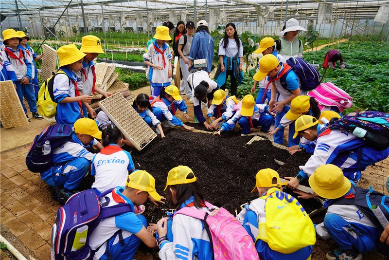 2023年5月19日，在蔬菜大棚里，孩子们学习秧苗移栽。