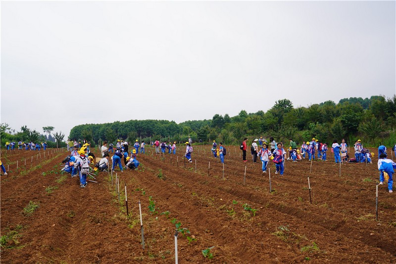 2023年5月19日，在挖土豆和红苕苗栽种教学点上，孩子们享受着劳动带来的快乐。