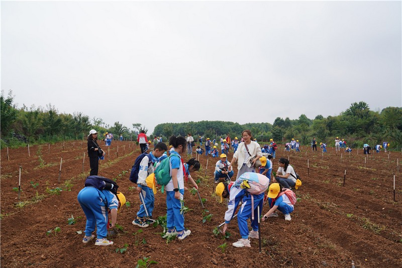 2023年5月19日，在挖土豆和红苕苗栽种教学点上，孩子们享受着劳动带来的快乐。