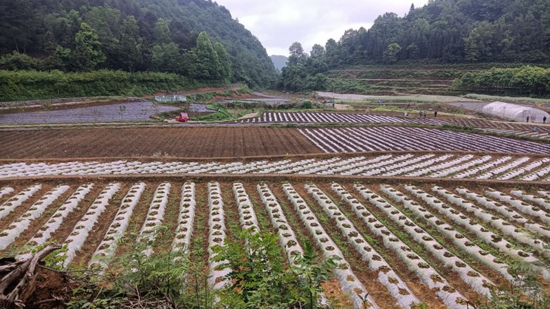 修文縣六屯鎮陸豐村辣椒苗正在移栽。