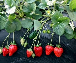 “息烽：红草莓铺出乡村振兴“致富路”