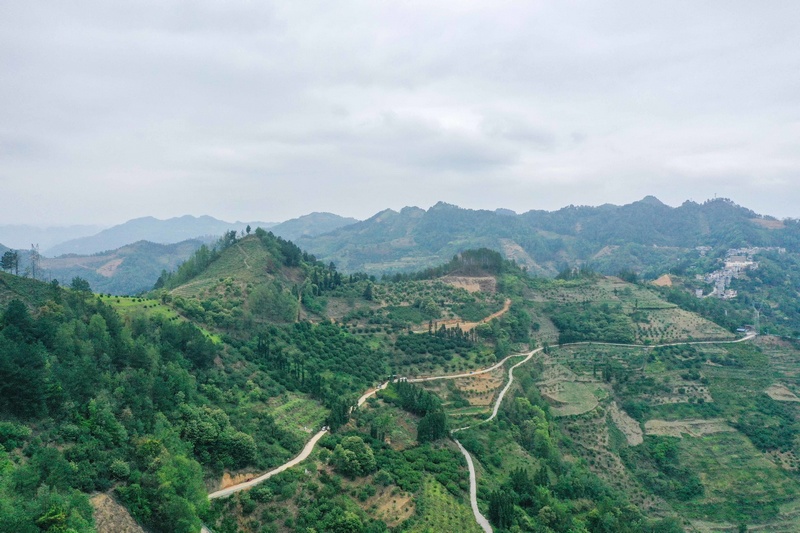 边阳镇交砚村杨梅种植基地一角。