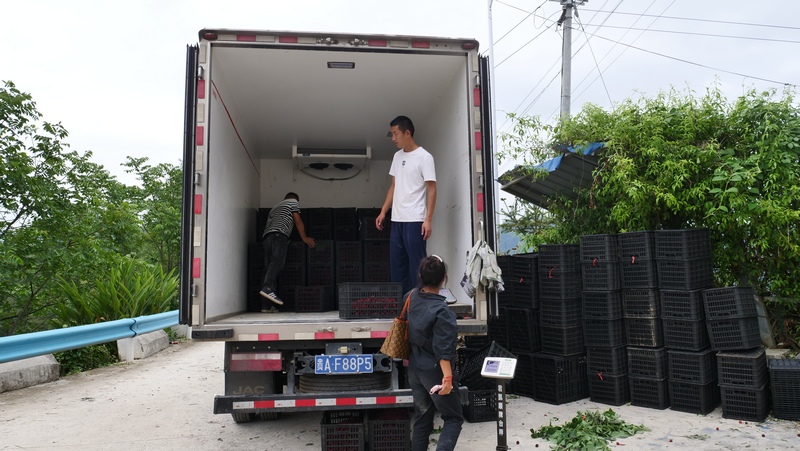 杨梅搬运上车。