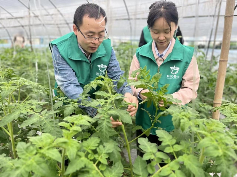 贵州大学农药学“博士村长”团队到务川县、播州区开展蔬菜质量安全监测和绿色防控技术的培训和推广。贵州大学供图