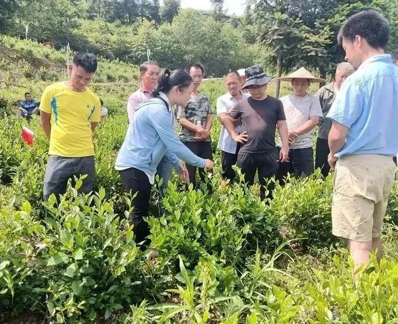 庄菊花（左二）在田间培训茶农种植技术。
