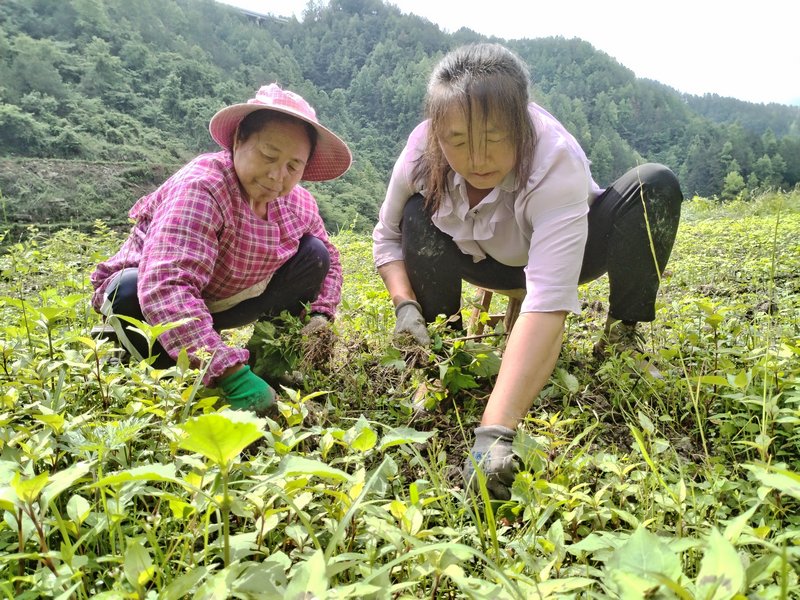 村民在銀杏種植基地開展管護工作  羅福成攝 (2).jpg
