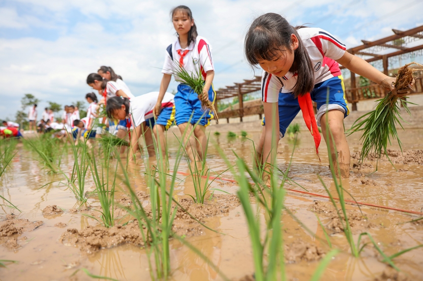 2023年5月29日，贵州省施秉县第四小学学生在校园“开心农场”稻田里栽秧。