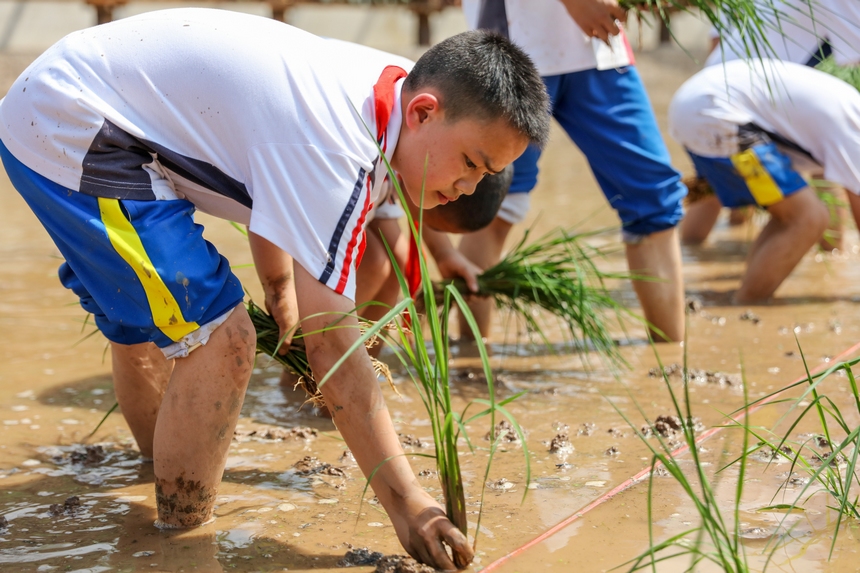 2023年5月29日，贵州省施秉县第四小学学生在校园“开心农场”稻田里栽秧。