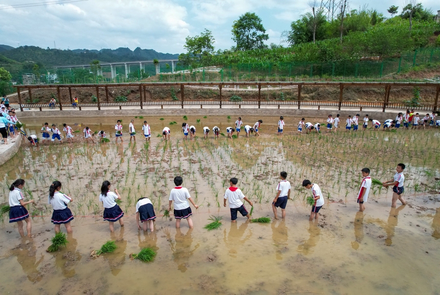2023年5月29日，贵州省施秉县第四小学学生在校园“开心农场”稻田里栽秧。