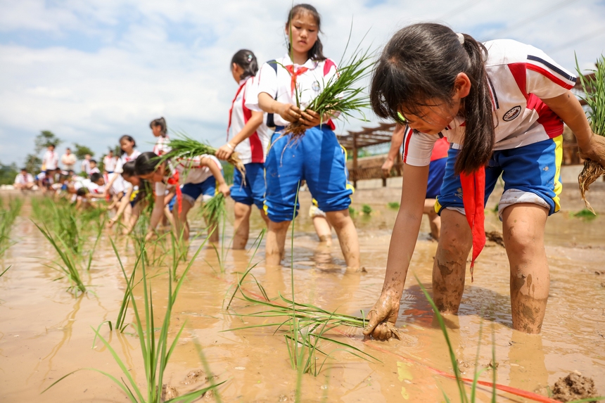 2023年5月29日，贵州省施秉县第四小学学生在校园“开心农场”稻田里栽秧。