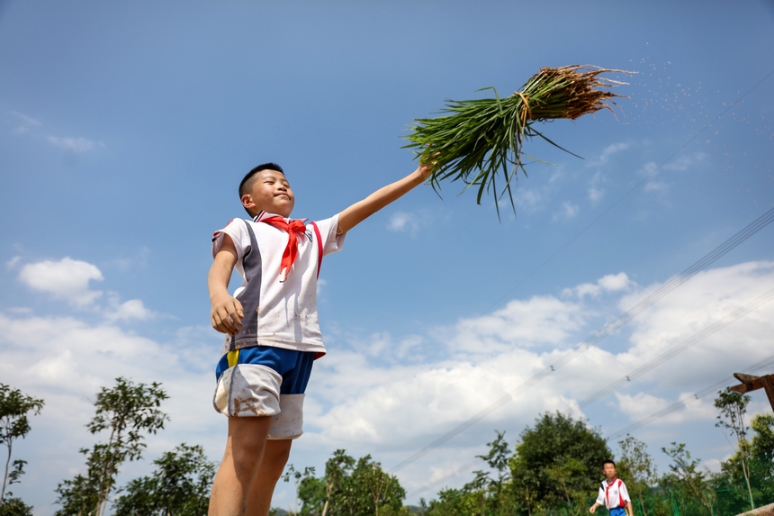 2023年5月29日，贵州省施秉县第四小学学生在校园“开心农场”抛秧。