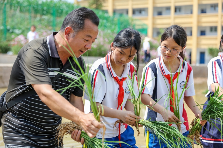 2023年5月29日，农业专家在贵州省施秉县第四小学校园“开心农场”稻田里指导学生栽秧。