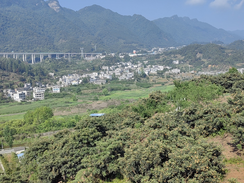 5月29日，俯瞰赫章縣野馬川新營枇杷基地。