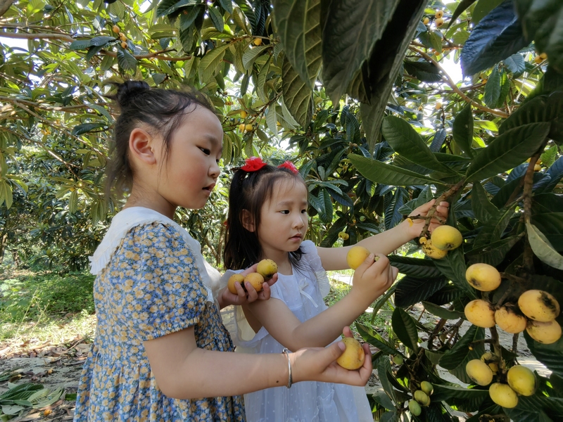 5月29日，隨父母在新營社區枇杷基地觀光的小朋友正在體驗採摘樂趣。