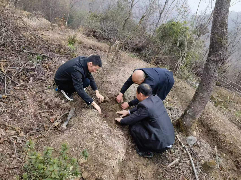 工行毕节分行工作人员到种植地查看天麻生产情况。