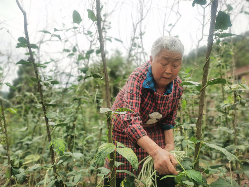 習水縣醒民鎮鋼鐵村，程明香老人正忙碌著採摘新鮮蔬菜。謝永恆攝