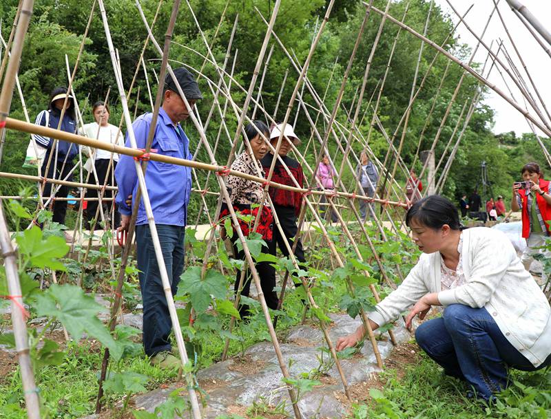 陳家秀（右一）在絲瓜地裡為菜農講解管護技術。