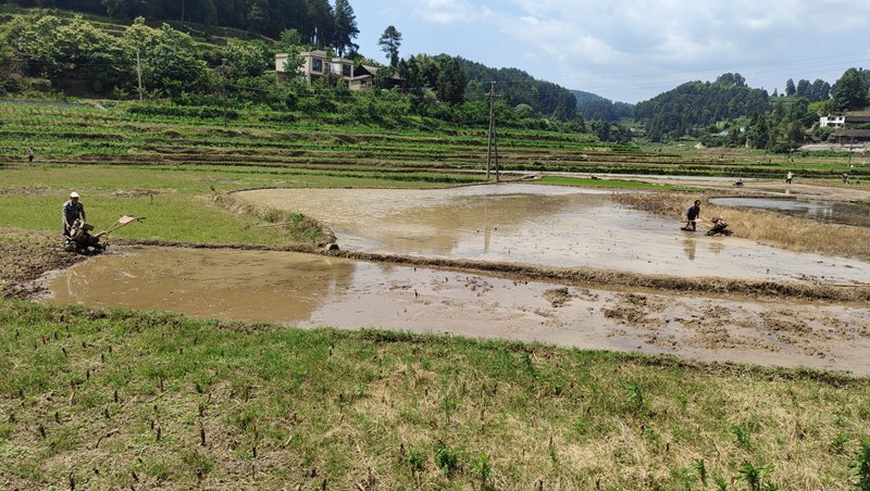 官庄田坝正在移栽秧苗。