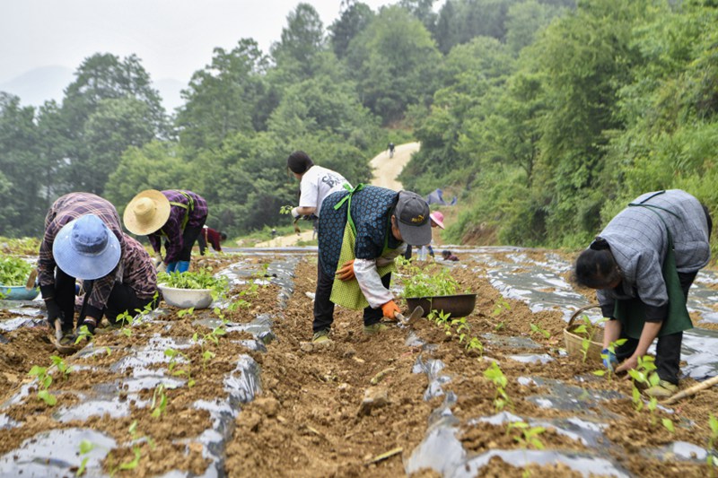 村民在三友坡辣椒集中種植點。